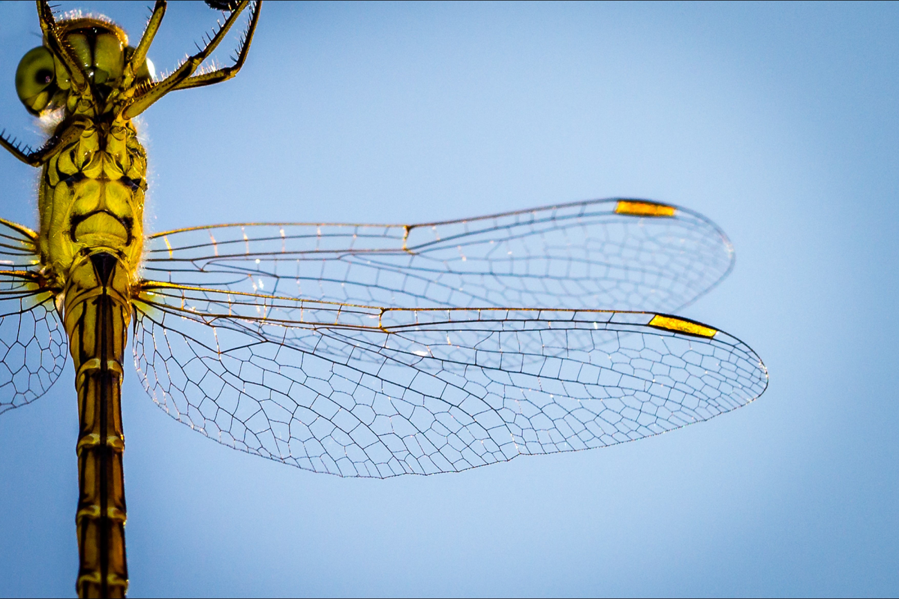 close-up van een okergele libelle tegen helderblauwe lucht